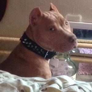 Meet your Posher, Shelby